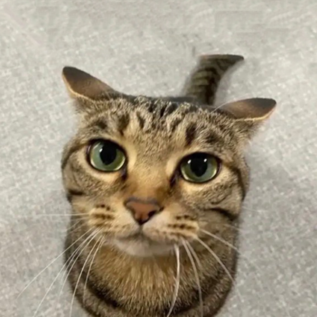 alan